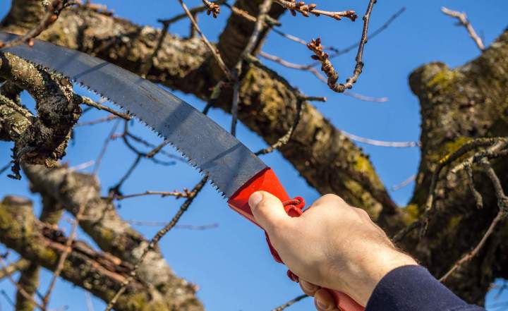 Entretien et taille de vos arbres.